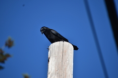 Corvus brachyrhynchos