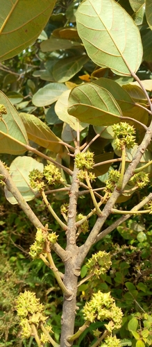 Macaranga obovata