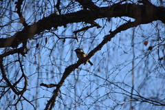 Poecile atricapillus