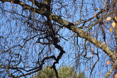 Poecile atricapillus