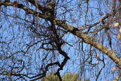 Poecile atricapillus