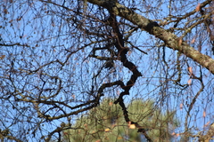 Poecile atricapillus