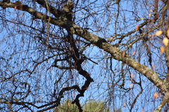 Poecile atricapillus