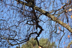 Poecile atricapillus