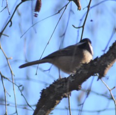 Poecile atricapillus