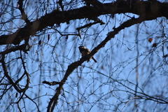 Poecile atricapillus