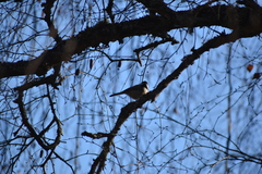 Poecile atricapillus