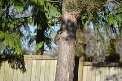 Sciurus carolinensis