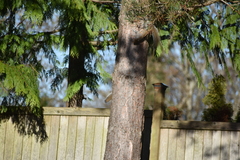 Sciurus carolinensis