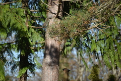 Sciurus carolinensis