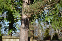 Sciurus carolinensis