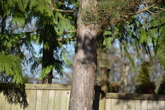 Sciurus carolinensis