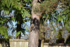 Sciurus carolinensis
