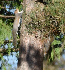 Sciurus carolinensis