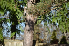 Sciurus carolinensis