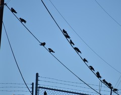 Corvus brachyrhynchos