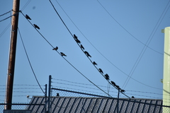 Corvus brachyrhynchos