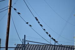 Corvus brachyrhynchos