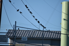 Corvus brachyrhynchos