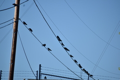 Corvus brachyrhynchos