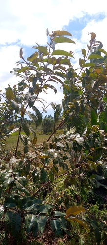 Mbura