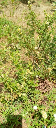 shrubby false buttonweed