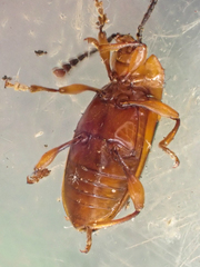 Aphorista laeta