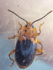 Aphorista laeta