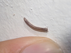 Pseudospirobolellus avernus