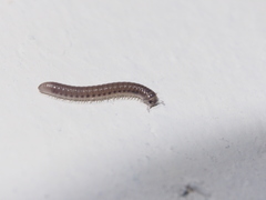 Pseudospirobolellus avernus