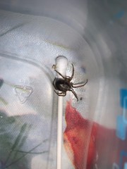 Steatoda