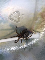 Steatoda