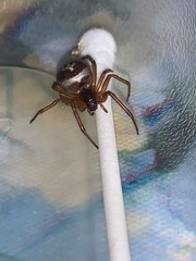 Steatoda