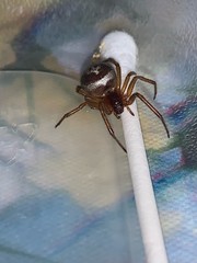Steatoda