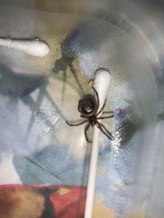 Steatoda