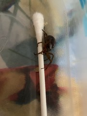 Steatoda