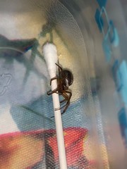 Steatoda