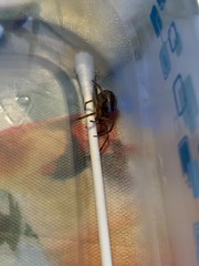 Steatoda