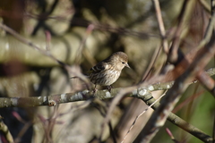 Spinus pinus