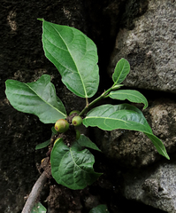 Ficus cumingii
