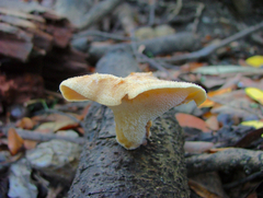 Bresadolia craterella