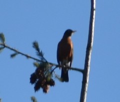 Turdus migratorius