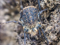 Ortholasma rugosum