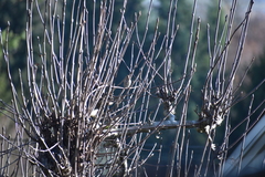 Poecile atricapillus