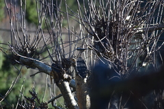 Poecile atricapillus