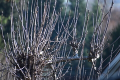 Poecile atricapillus