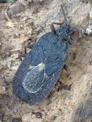 Aradoidea
