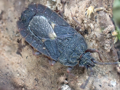 Aradoidea