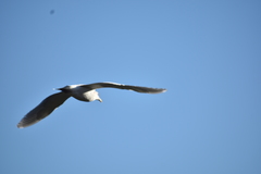 Larus