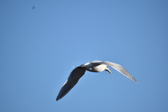 Larus